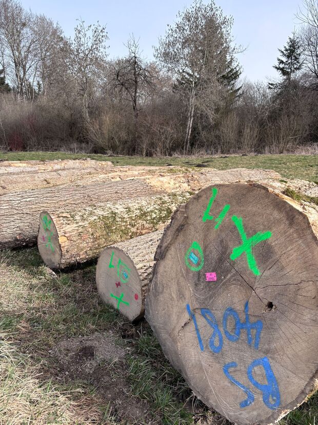 Billons de bois à la vente lors de la Mise de bois 2026 à Echarlens
